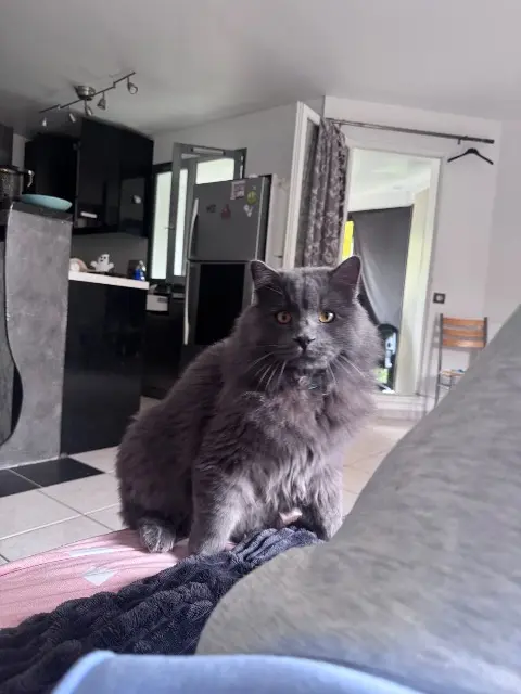 chat perdu 78180 Montigny-le-Bretonneux Charbon chat lost 78180 Montigny-le-Bretonneux Charbon