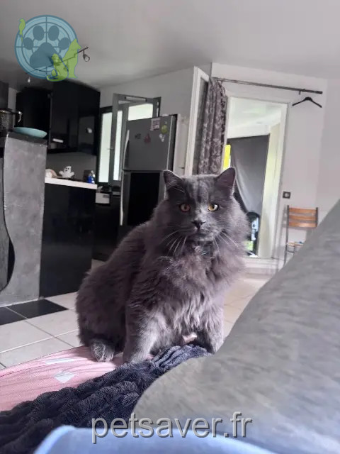 Kater vermisst 78180 Montigny-le-Bretonneux Charbon Kater lost 78180 Montigny-le-Bretonneux Charbon