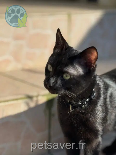 cat lost 78410 Bouafle Charly cat lost 78410 Bouafle Charly