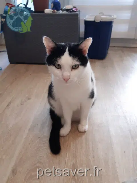 Chipoun