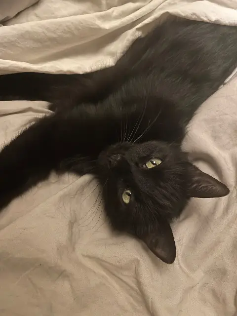 chat lost   78200 Mantes-la-Jolie Clyde