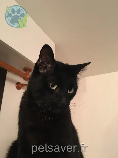 gatto lost 78460 Chevreuse Croquemou