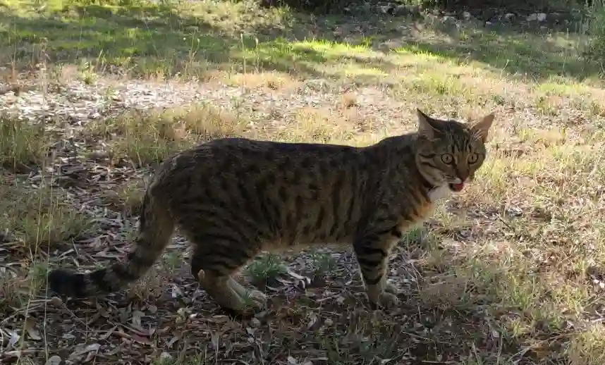 Chat Perdu 78 Yvelines - Crowley Chat Perdu 78 Yvelines - Crowley
