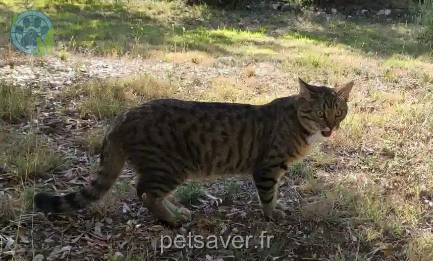 Chat Perdu 78 Yvelines - Crowley Chat Perdu 78 Yvelines - Crowley