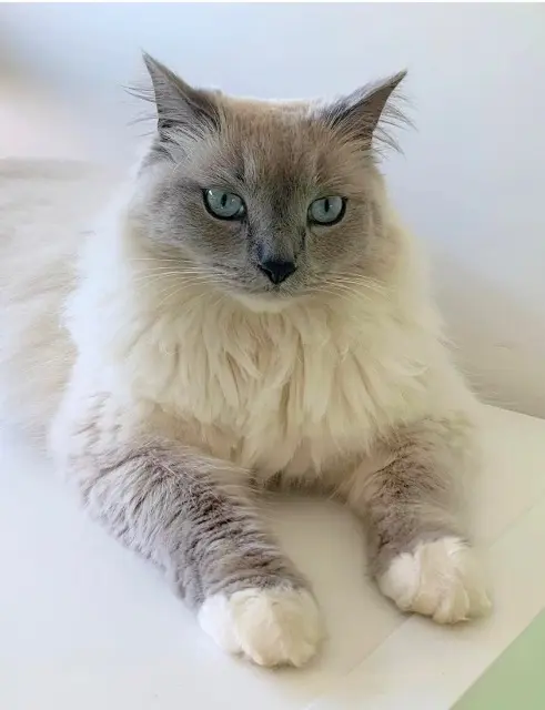 chat lost   78660 Paray-Douaville Elvis