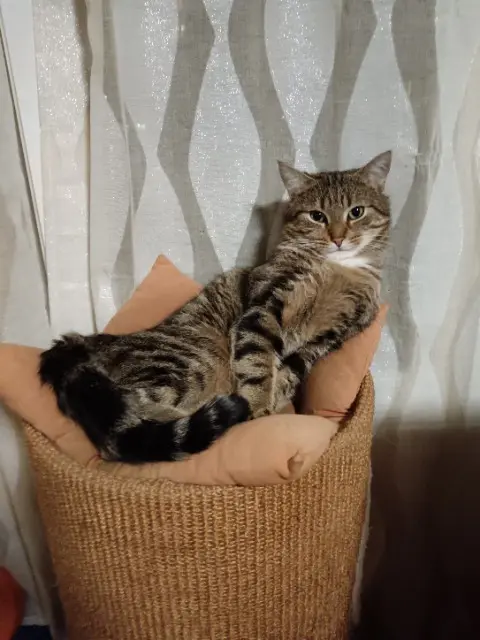 cat lost   78210 Saint-Cyr-l'École Evron