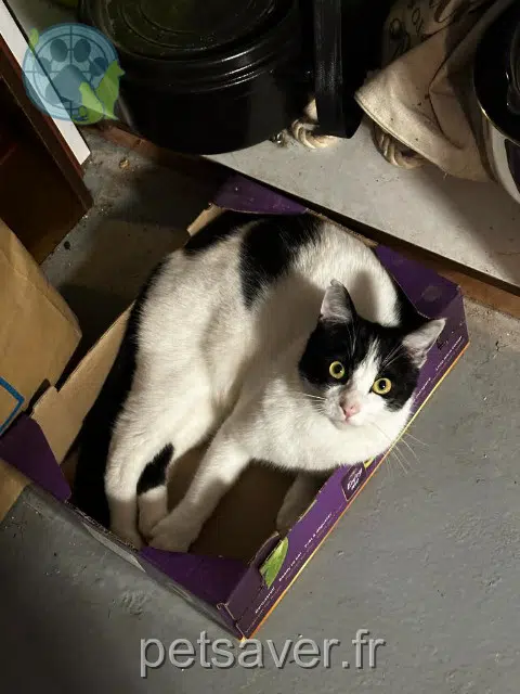chat lost   78730 Saint-Arnoult-en-Yvelines Eïko