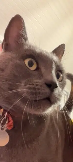 chat lost   78860 Saint-Nom-la-Bretèche Felix