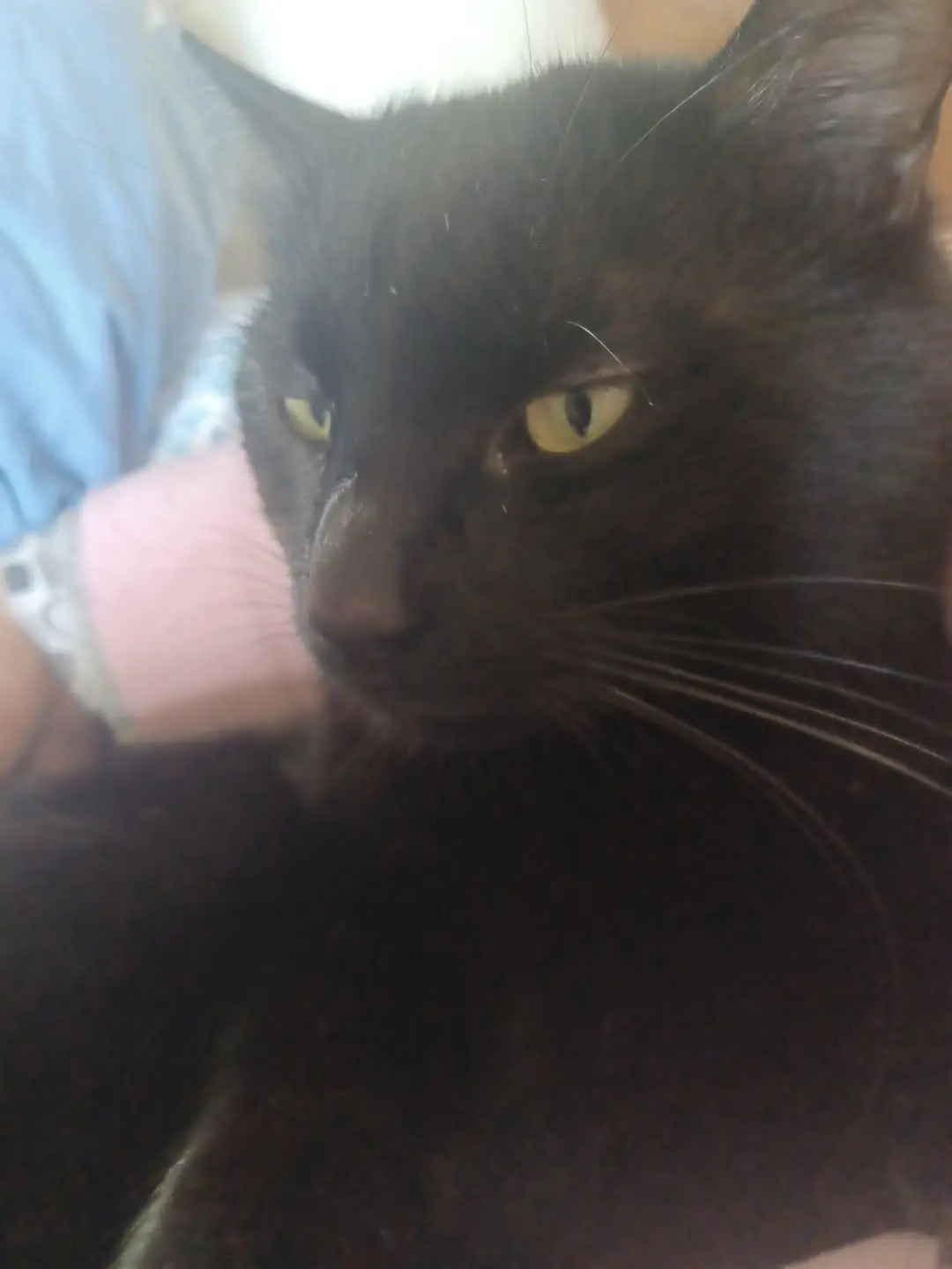 chat perdu 78930 Vert Figaro chat lost 78930 Vert Figaro