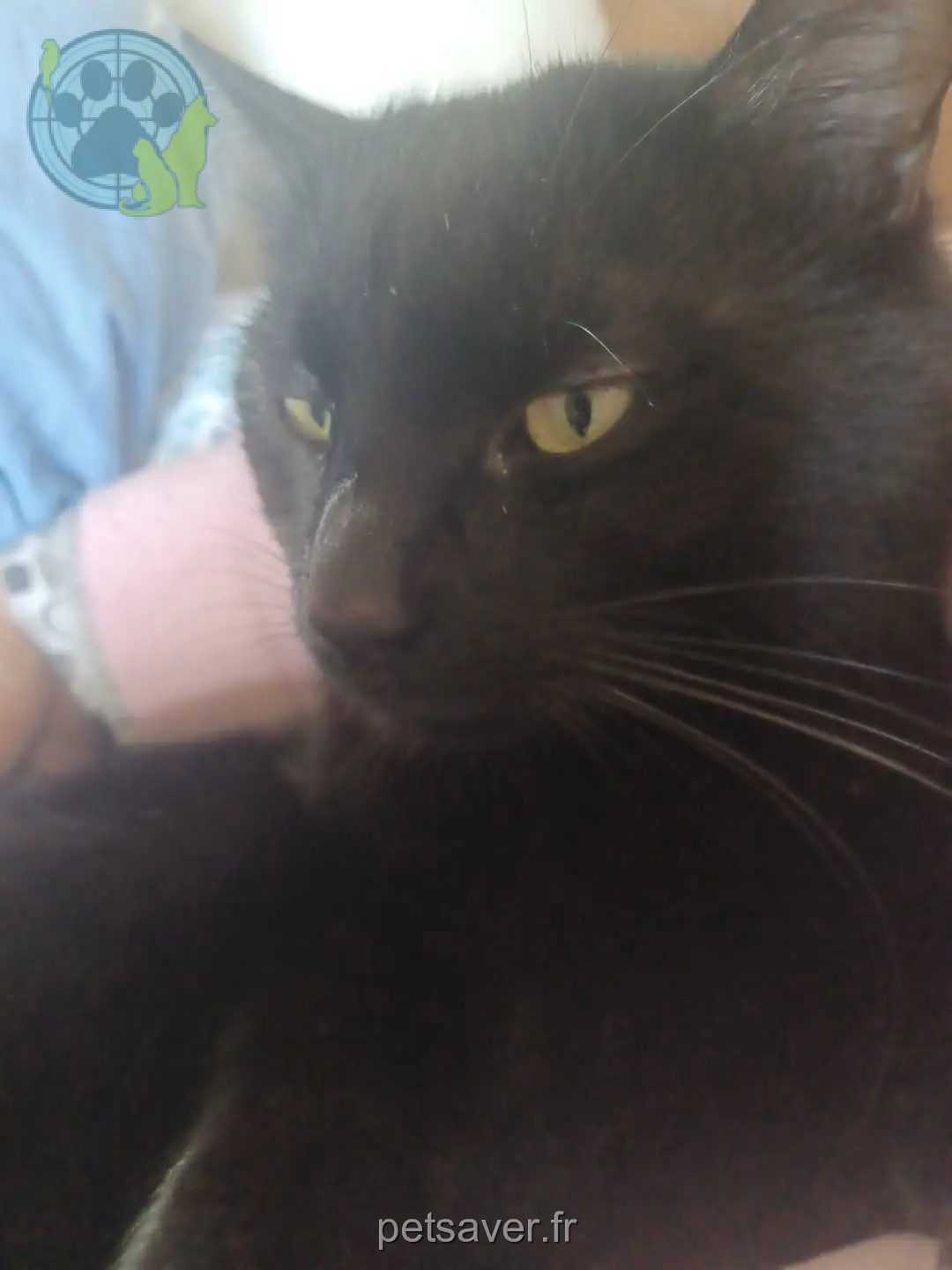 Kater vermisst 78930 Vert Figaro Kater lost 78930 Vert Figaro