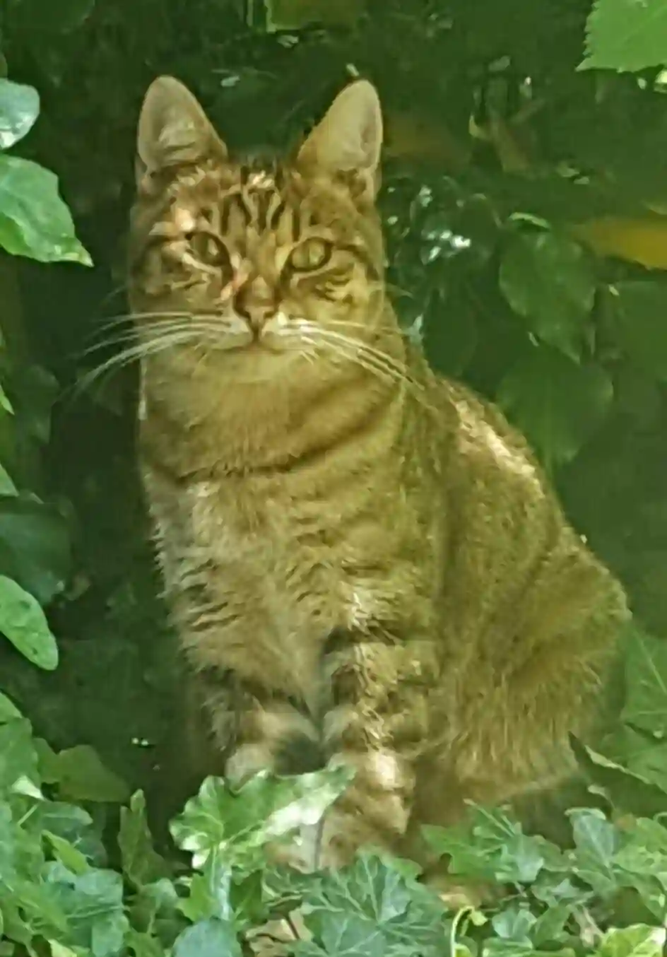 Chat Perdu 78 Yvelines - Filou Chat Perdu 78 Yvelines - Filou