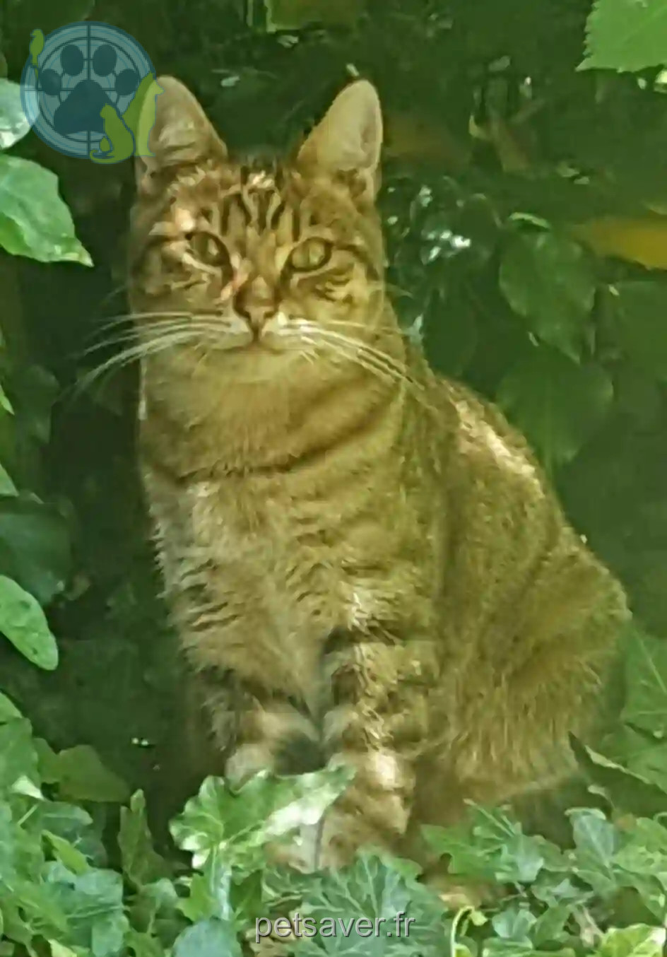 Chat Perdu 78 Yvelines - Filou Chat Perdu 78 Yvelines - Filou