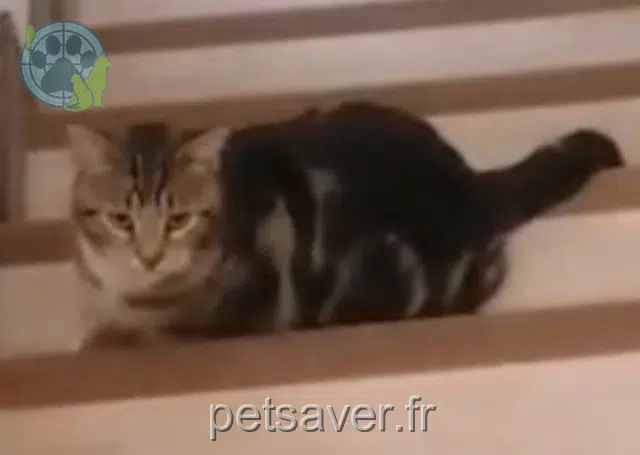 chat lost   78540 Vernouillet Furioso