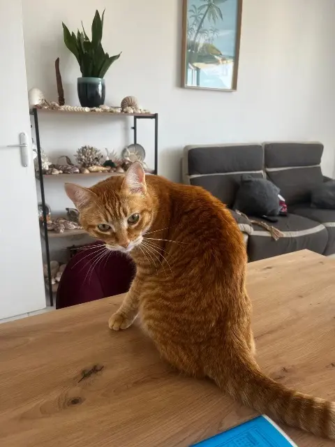 chat lost   78000 Versailles Gaspard