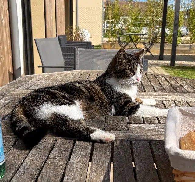 chat lost   78120 Rambouillet Gaspard