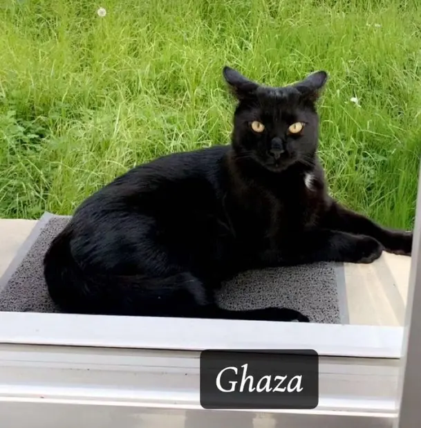 chat lost   78370 Plaisir Ghaza