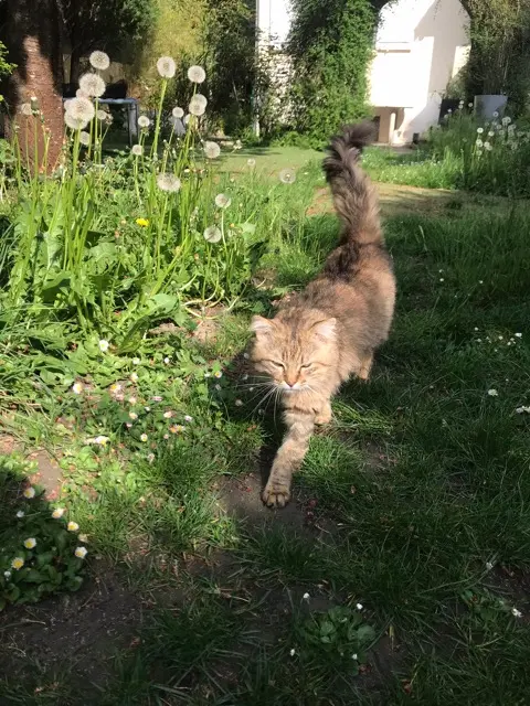chat lost   78800 Houilles Hamlet