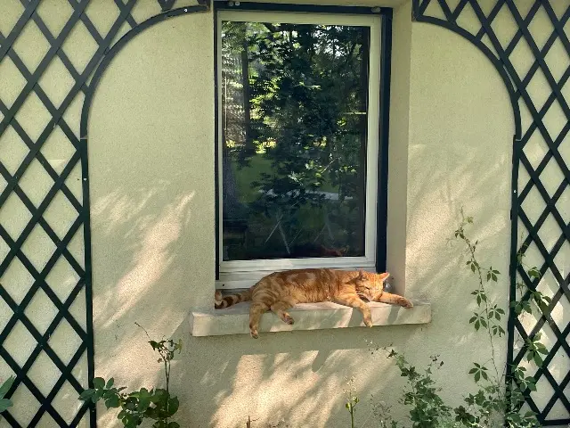 chat lost   78270 Cravent Haumaru