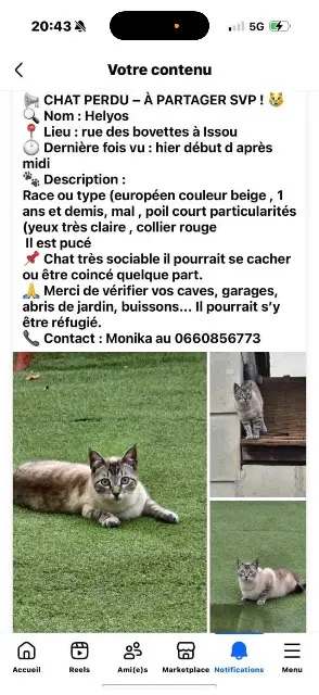 chat lost   78440 Issou Helyos