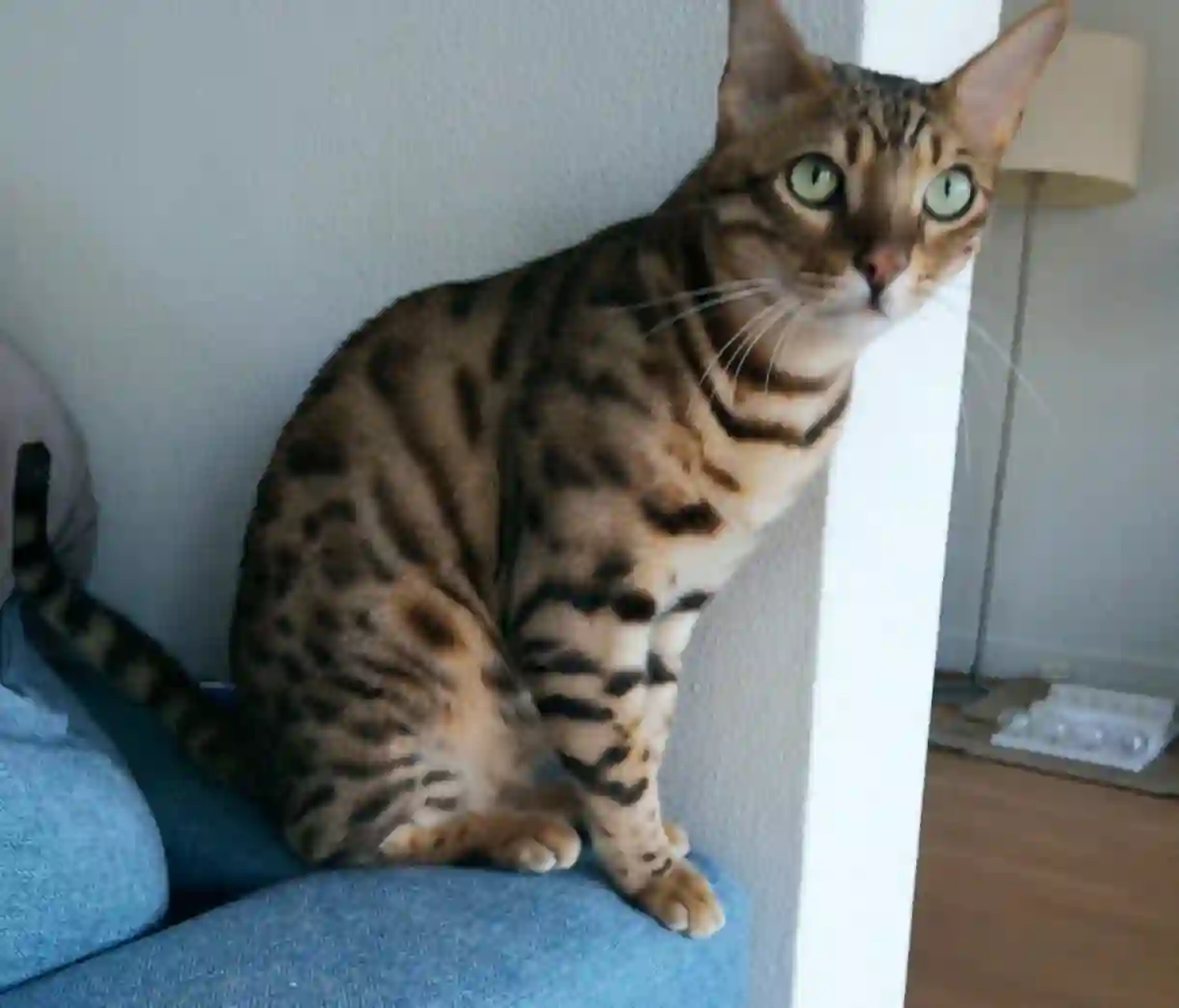 Chat Perdu 78 Yvelines - Huey Chat Perdu 78 Yvelines - Huey