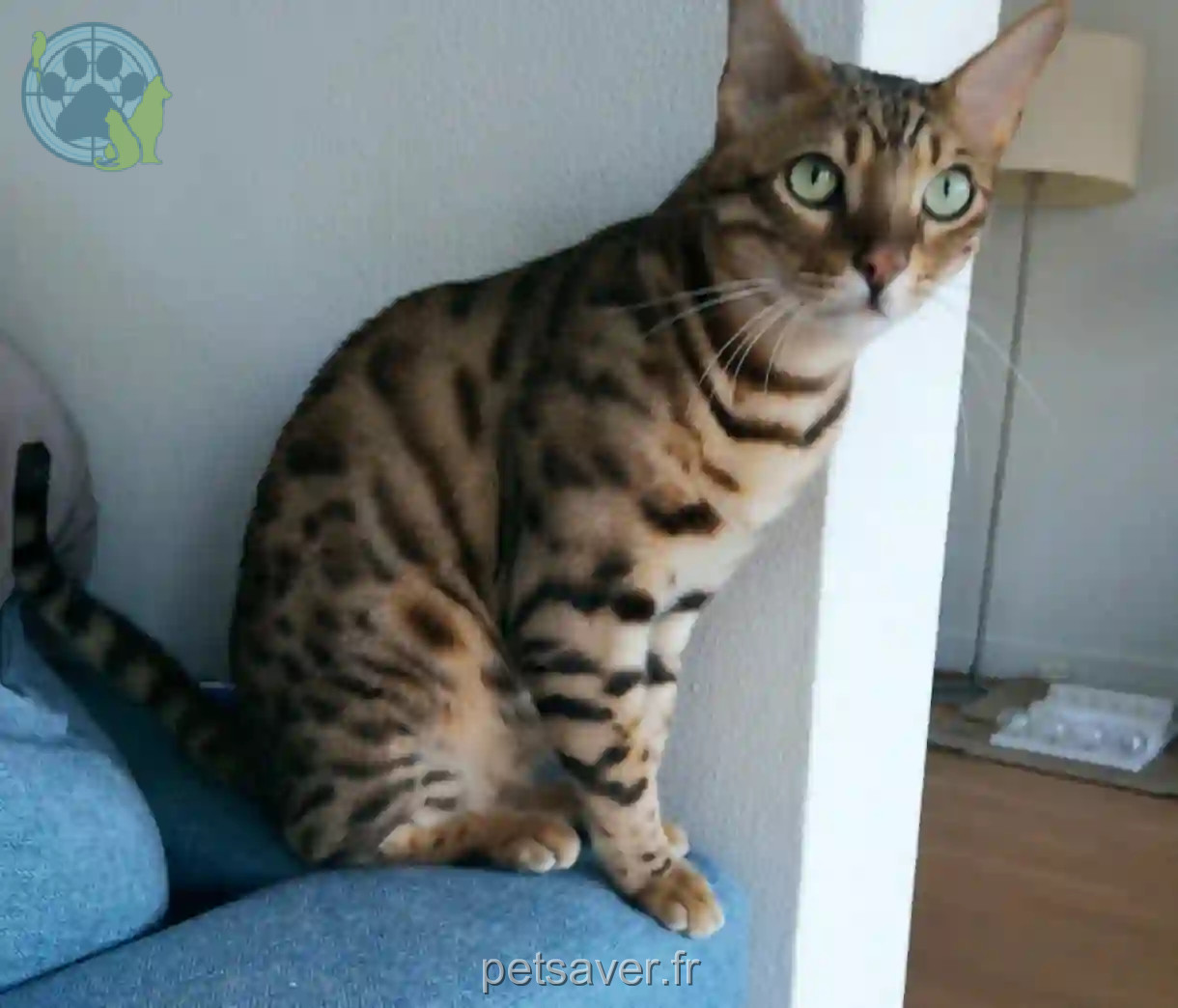 Chat Perdu 78 Yvelines - Huey Chat Perdu 78 Yvelines - Huey