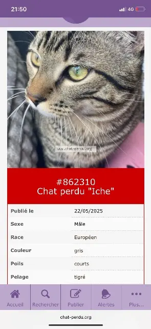 chat lost   78540 Vernouillet Iche