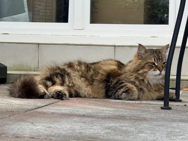 chat lost   78140 Vélizy-Villacoublay Ivan