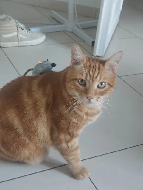 chat lost   78990 Élancourt Jabba