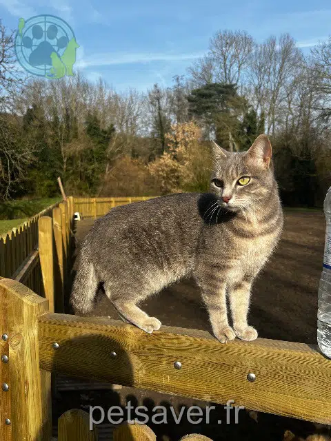 cat lost   78470 Saint-Rémy-lès-Chevreuse Jojo