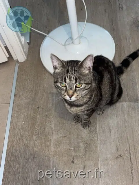 chat lost 78700 Conflans-Sainte-Honorine Jony