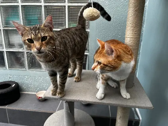 Chat Perdu 78 Yvelines - Joyeux-bob Chat Perdu 78 Yvelines - Joyeux-bob
