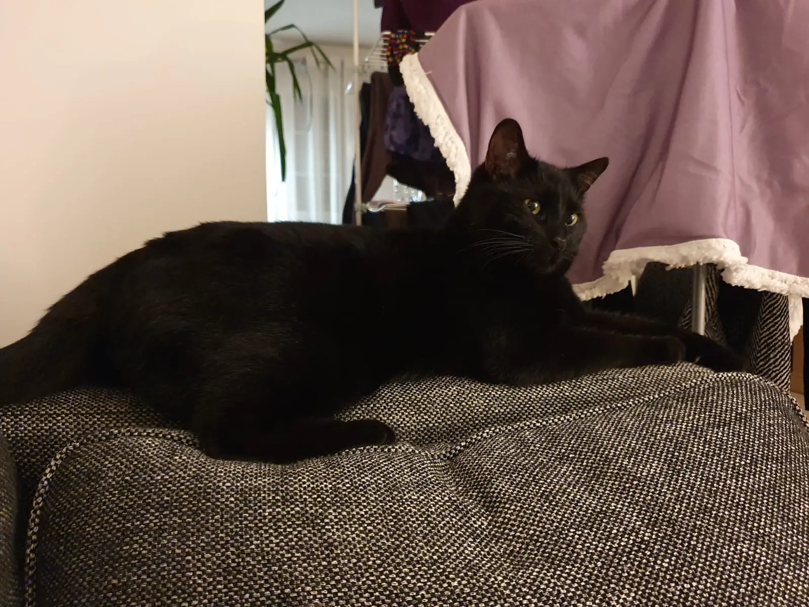 Chat Perdu 78 Yvelines Chat Perdu 78 Yvelines