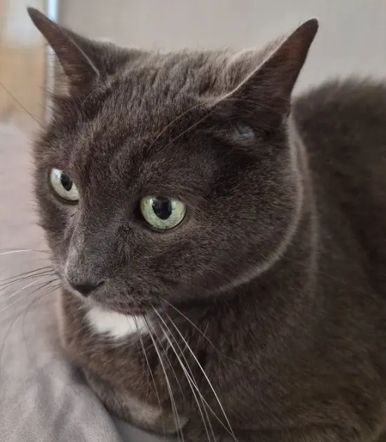 chat lost   78210 Saint-Cyr-l'École Jules