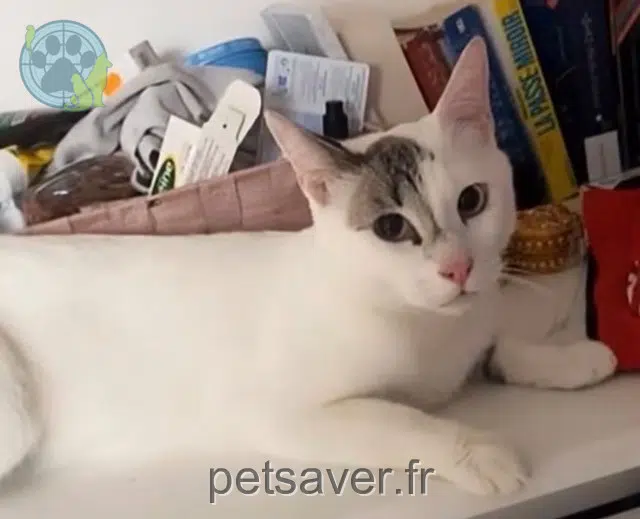 chat lost 78130 Les Mureaux Kirua
