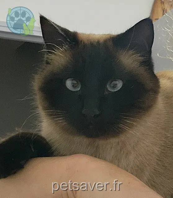 gato perdido 78310 Maurepas Kit gato lost 78310 Maurepas Kit