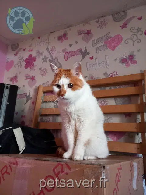 chat lost   78490 Le Tremblay-sur-Mauldre Kovoo
