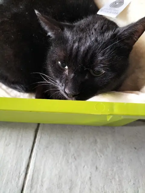 chat lost   78210 Saint-Cyr-l'École Lino