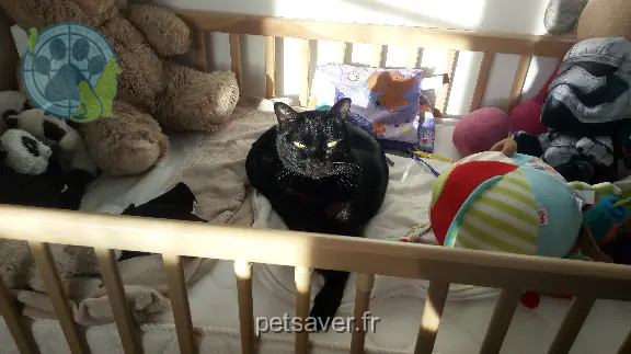 Chat Perdu 78 Yvelines - Loki Chat Perdu 78 Yvelines - Loki