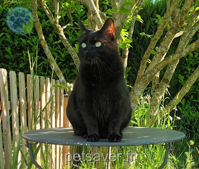 gatto lost   78710 Rosny-sur-Seine Loullig