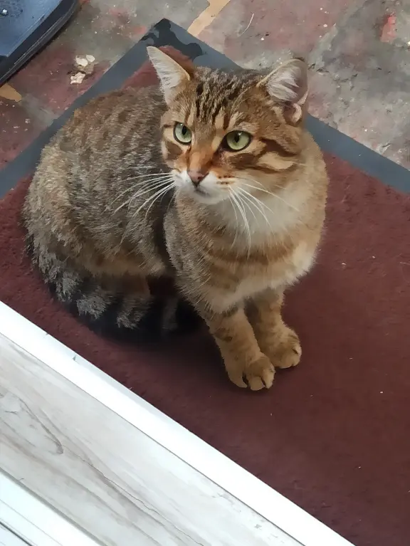 Chat Perdu 78 Yvelines - Loulou Chat Perdu 78 Yvelines - Loulou