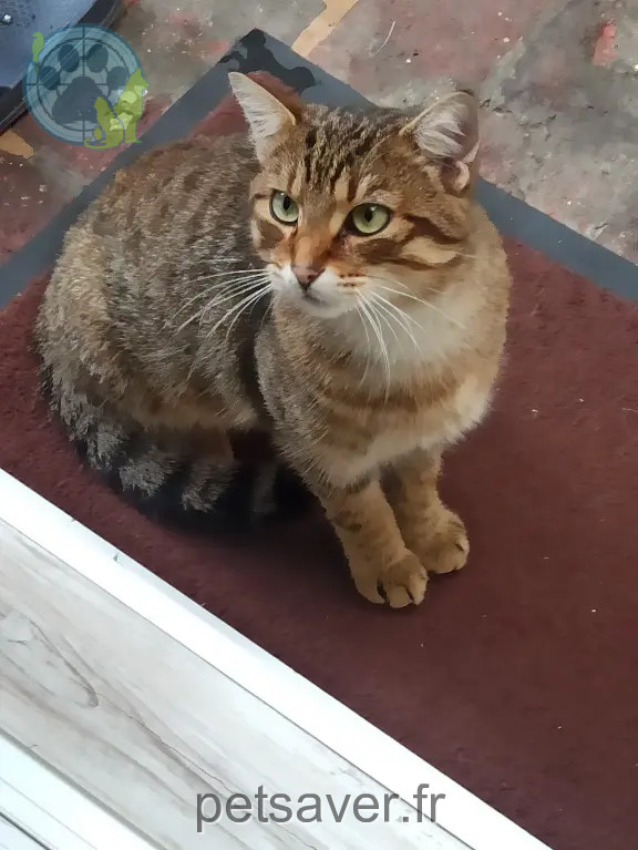 Chat Perdu 78 Yvelines - Loulou Chat Perdu 78 Yvelines - Loulou