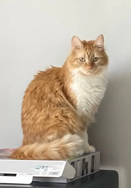 chat lost   78390 Bois-d'Arcy Loupiac
