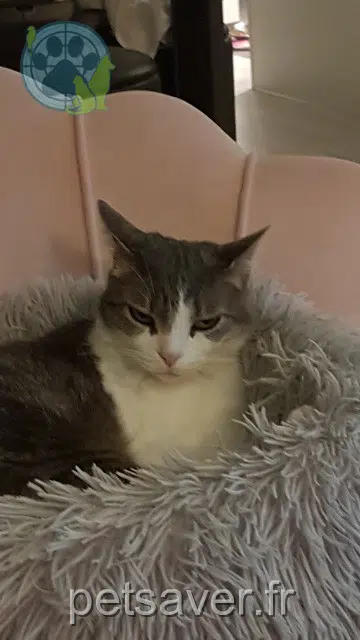 gatto lost   78500 Sartrouville Lucifer