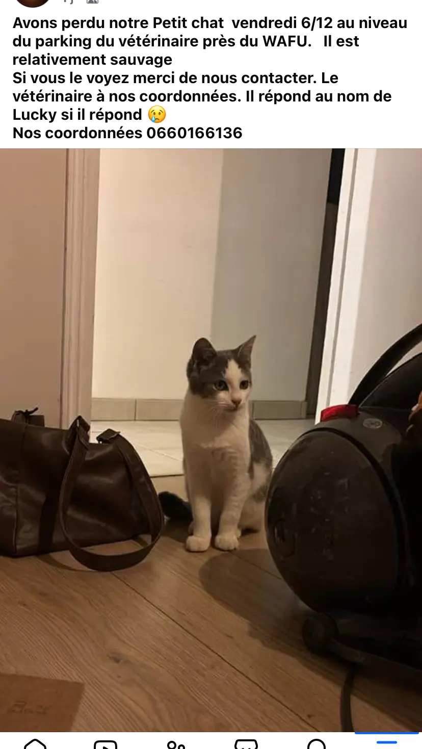 Chat Perdu 78 Yvelines - Lucky Chat Perdu 78 Yvelines - Lucky