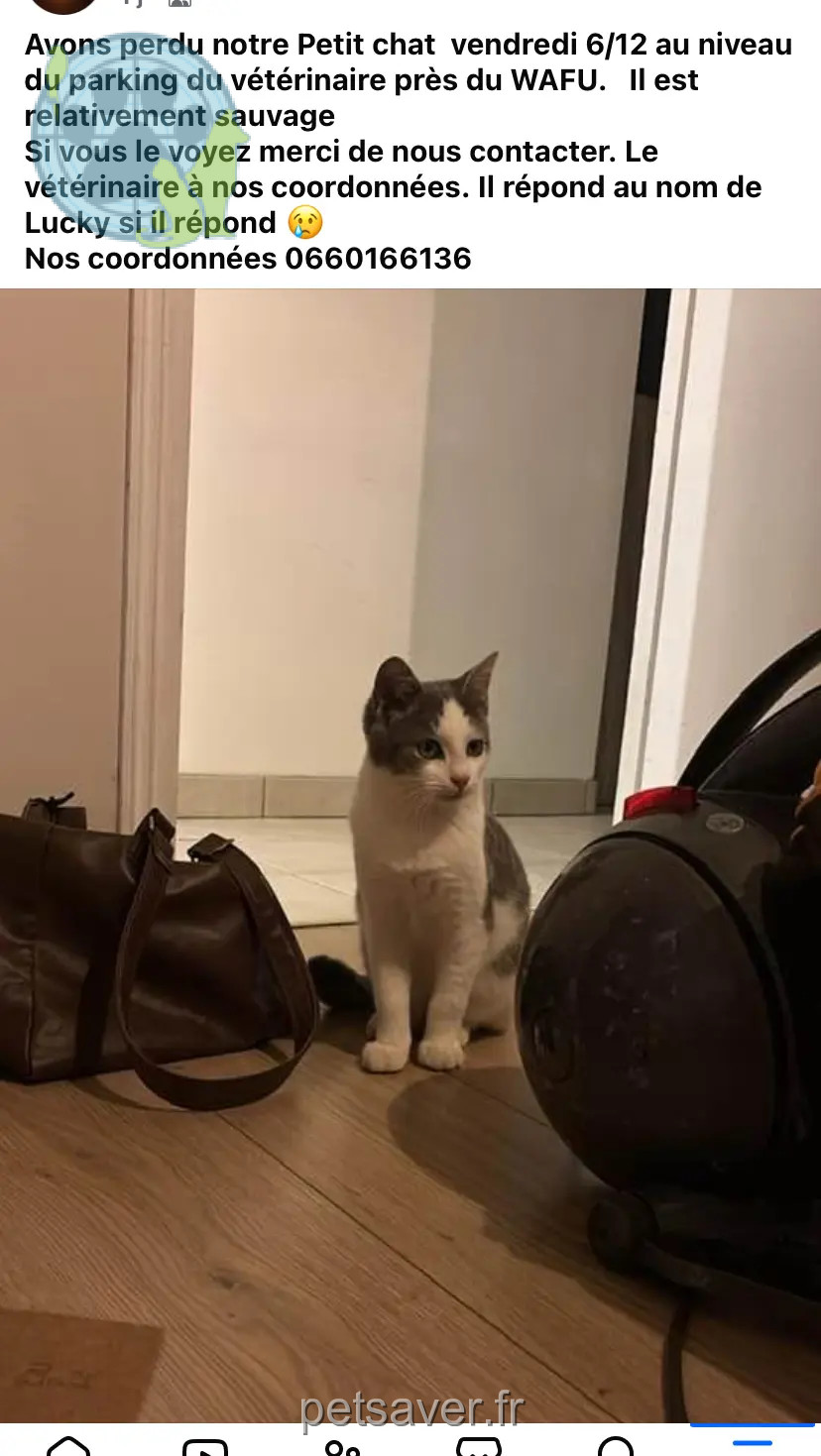 Chat Perdu 78 Yvelines - Lucky Chat Perdu 78 Yvelines - Lucky