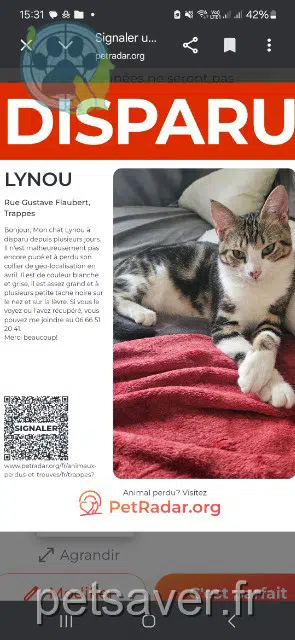 gato lost   78190 Trappes Lynou