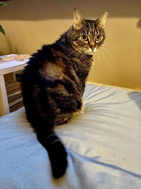 chat lost   78760 Jouars-Pontchartrain Marcel