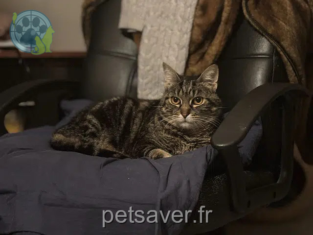 chat perdu 78760 Jouars-Pontchartrain Marcel chat lost 78760 Jouars-Pontchartrain Marcel