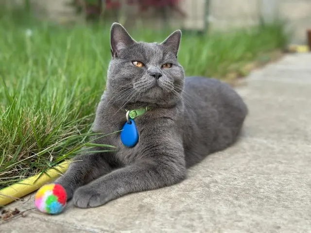 chat lost   78410 Aubergenville Maui