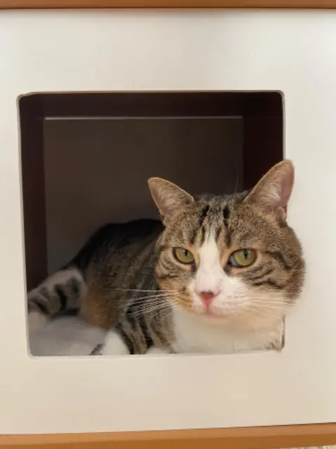 kater vermist Saint-Germain-en-Laye Maverick kater lost Saint-Germain-en-Laye Maverick